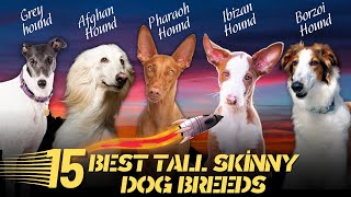 15 Best Tall Skinny Dog Breeds – Let The Runway Begin