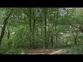 🌳 Tranquil Tree in UK Nature | 1 Hour Peaceful Ambience 🍂