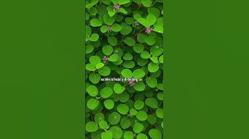 KIM TIỀN THẢO  #caythuocvietnam #baihoccuocsong #dongyhiendai #dongy