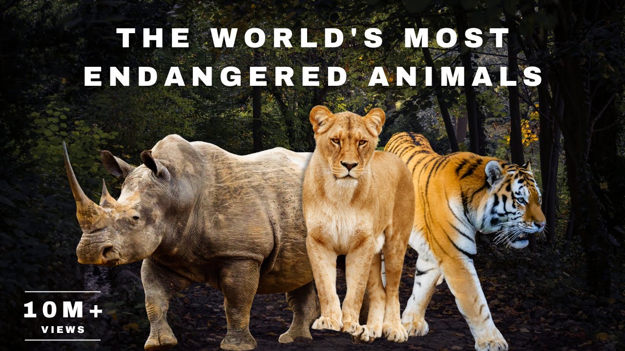 The World's Most Endangered Animals - YouTube