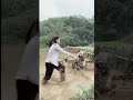 power tiller machine | power weeder machine | girl work in field | धान बुवाई | rotavator | #shorts