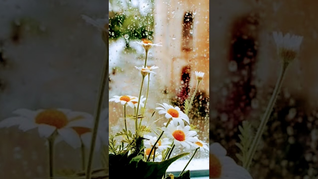 Al Quran verses #duet #bayan #quranictranslation #quotes #translation #surahyasinmubinkitakrar