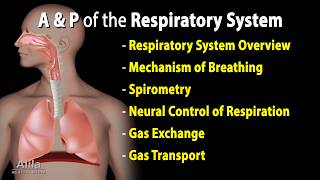 Anatomy and Physiology of the Respiratory System, with Quizzes. See Description for Chapters.