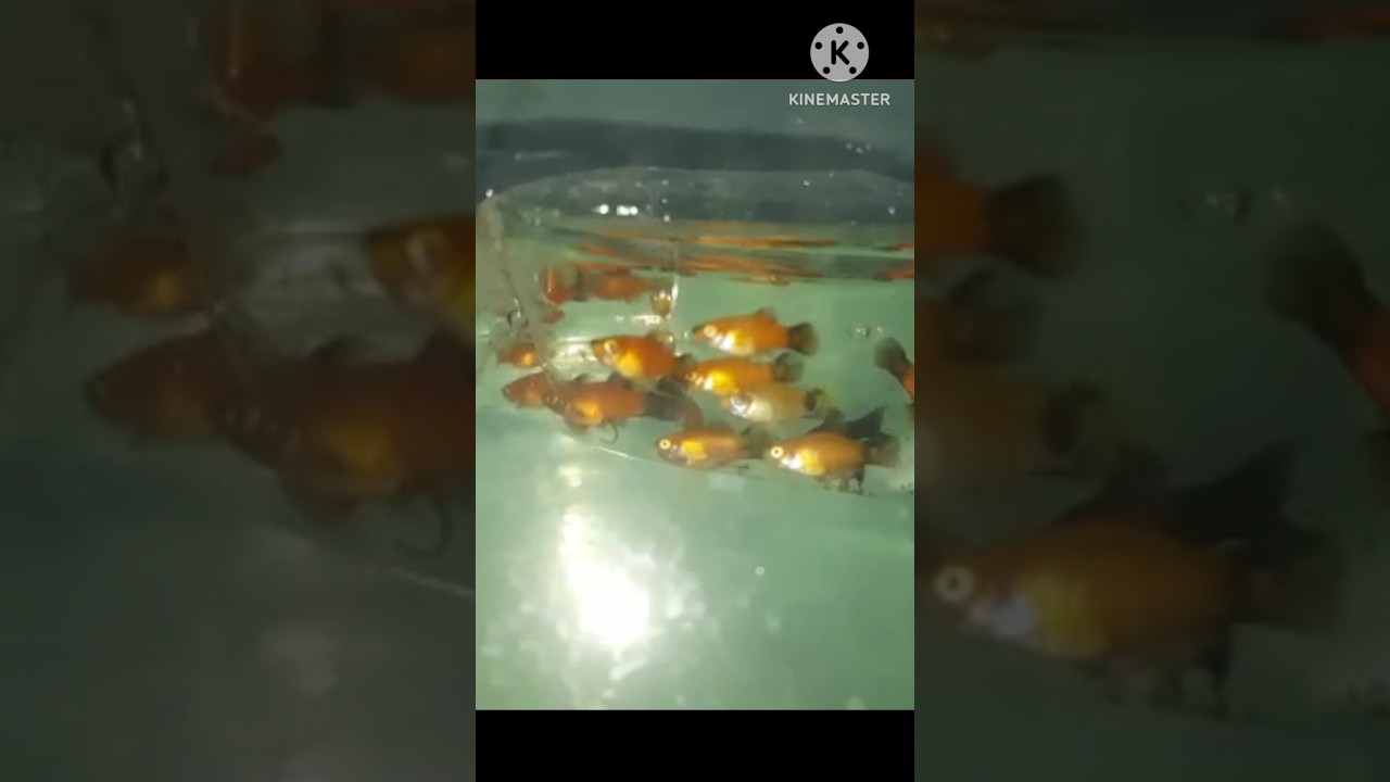 my brother start his own fish farm 