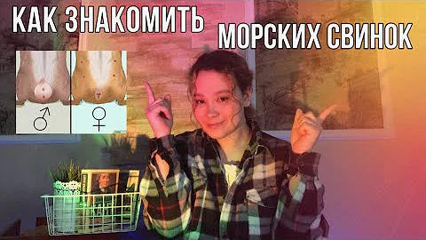 Как ПРАВИЛЬНО ЗНАКОМИТЬ морских свинок?🤔🤩 ?ОДНОПОЛЫЙ? КАСТРАЦИЯ?
