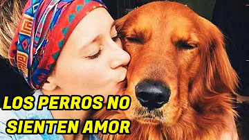 ¿Qué animales pueden sentir amor?