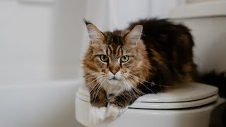 5 Things You Give Up When You Get a #MaineCoon (Part 2) by Life with Maine Coon Cats 3,693 views 2 months ago 3 minutes, 43 seconds