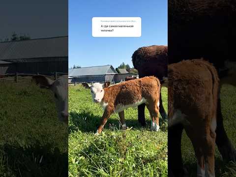 Сладенькая Рафаэлка #герефорд #корова #cow #теленок #малыш #мини #рост #ферма #кфх #хозяева #деревня