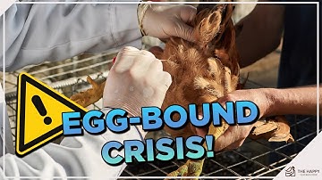 Egg-Bound or Egg Binding in Chickens: All You Need To Know