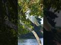 beautiful nature birds 🐦#naturesvoice #birds