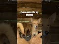 Please subscribe my channel #fyp #foryou #foryoupage #donate #dog #dogrescue