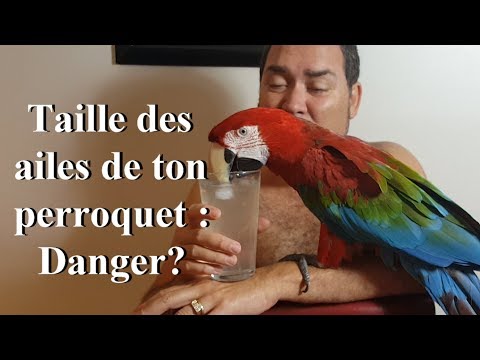 Vidéo: Comment Mesurer La Taille D'un Perroquet