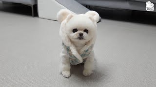 상상 한파ㄷㄷㄷ 추운게 너무 싫었던 퐁키의 귀여운 행동