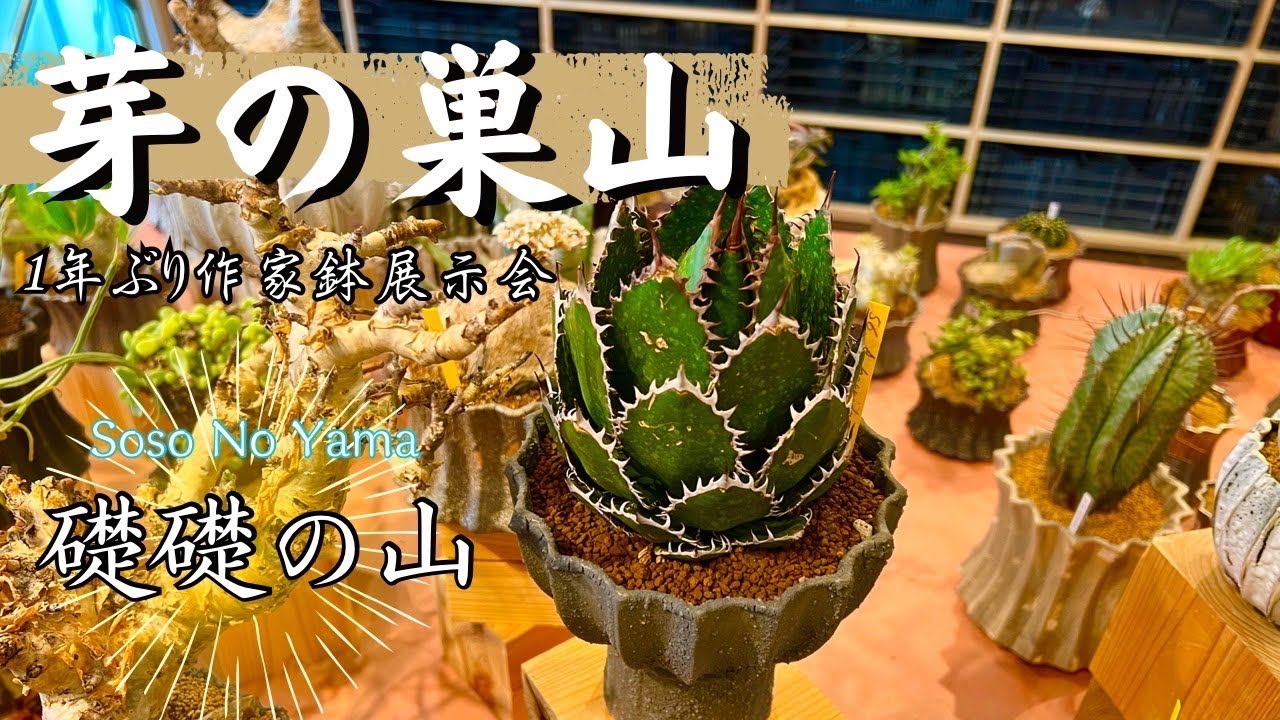 イベントで出会った鉢にアガベを植える【チタノタ|オテロイ|作家鉢|礎