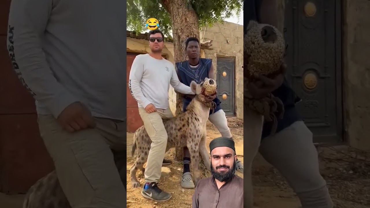 Kissing a Hyena in Kano, Nigeria 🇳🇬 #shortsfeed