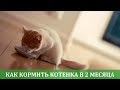 Чем кормить котенка в 2 месяца