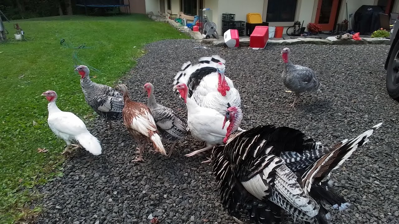 Ring around the turkey!!😂🦃#funny #crazy #fun - YouTube
