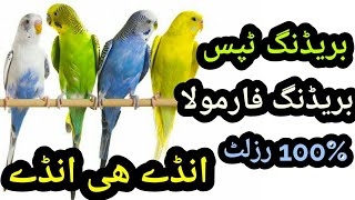 Budgies Breeding Tips. Bajri Breeding Formula . Budgies Farming. How to Get Best Breed from Budgies