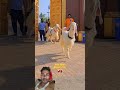 kya khubsurat hai bakra bakraeid mubarak