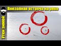 Внезапная встреча на реке! Утки в замерзающей реке