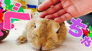 アイスクリームのように溶けるうさぎ　#848