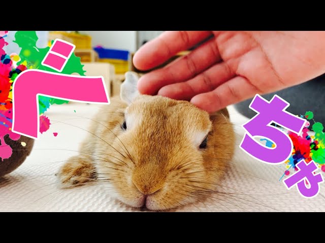かわいいウサギ アイスクリームのように溶けるうさぎ #848 - YouTube