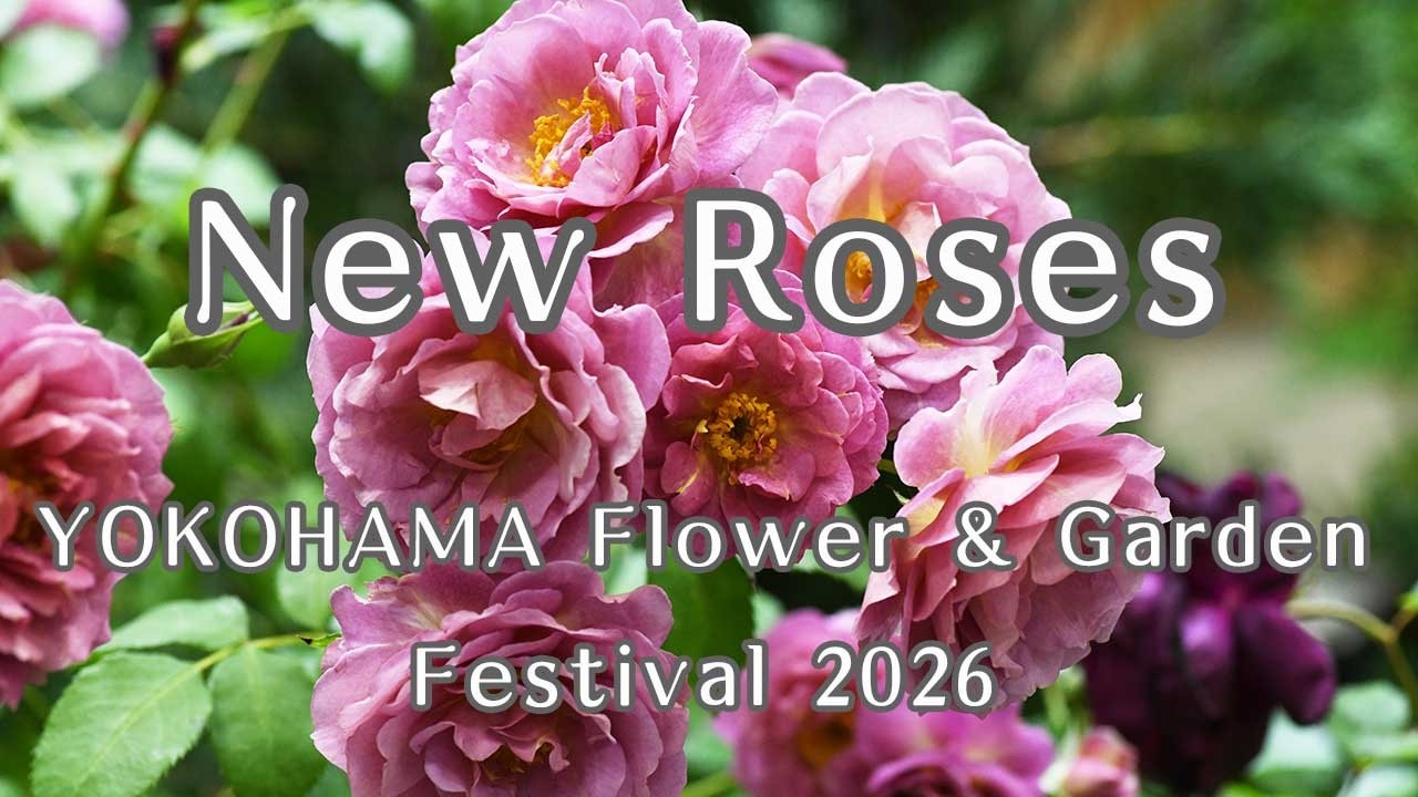 バラ ティファニー｜ROSE Tiffany｜花の手帖のwebバラ図鑑