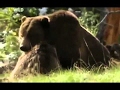 BBC Documentary 2017 - Grizzly Bears Hunt - Forest Soldiers - Full Documentary