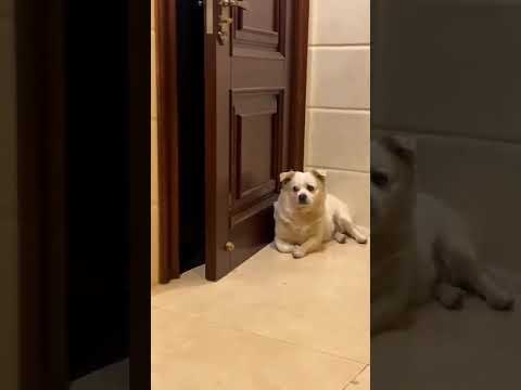 قطط غلطانة في العنوان