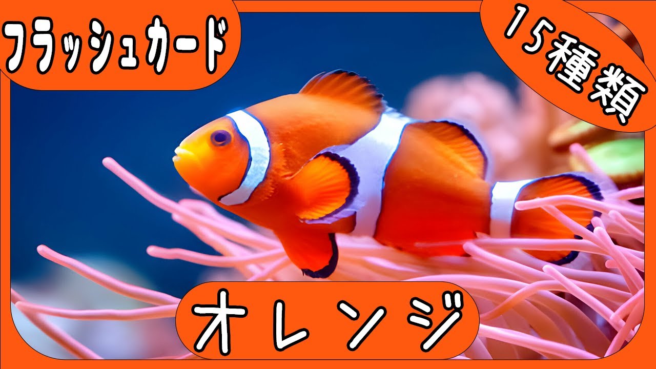 【オレンジのものの名前】0歳から3歳向け知育フラッシュカード YouTube