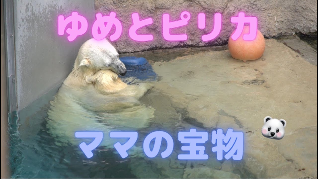 ゆめとピリカ「ママの宝物」ママの宝物はやっぱり…旭山動物園【Polar bear baby movie】