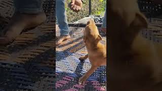 Pitbull Terrier In Trouble