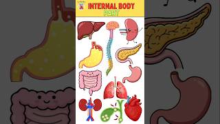 15 Internal Body Parts Name Human Body For Kids