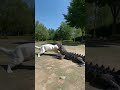 Cat is being eaten by the crocodile ワニに猫が食われる #animals #nature #shorts #cat