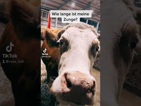 Wie lange ist