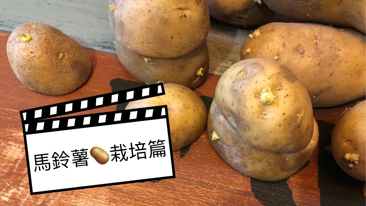 阿金的便秘花園 馬鈴薯 發芽怎麼辦x 馬鈴薯栽培x 根莖栽培專用盆x 為什麼馬鈴薯發芽不能吃 Youtube