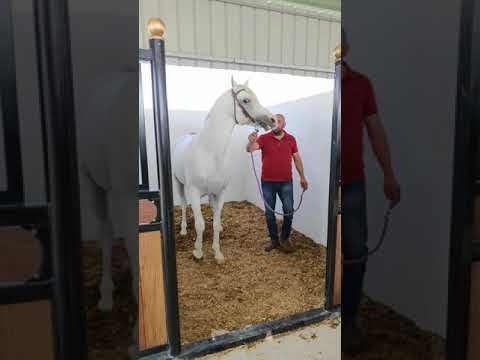 الحصان البطل الغني عن التعريف شيخ البدو ابن الفحل فانتوم اونيل والام لؤلؤة الصباح  حصان