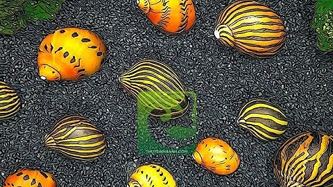 Ốc Nerita Ốc ăn rêu hại tốt nhất cho bể thủy sinh - Cách nuôi ốc diệt rêu hại nerita