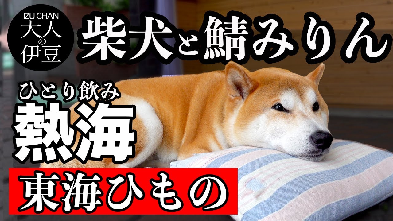 熱海グルメ 海鮮 熱海の絶品立ち飲み 東海ひもの 看板犬 超絶かわいい柴犬ボス 熱海旅行で最高の時間は干物と日本酒 熱海商店街近く ひとり飲み 熱海 食べ飲み 食べ歩き 熱海旅行 伊豆旅行 伊豆グルメ Youtube
