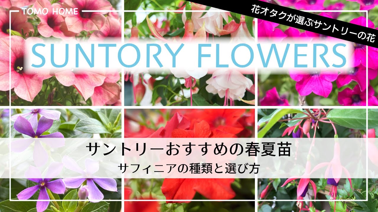 サントリー編 春に僕が買う花 サフィニアの種類と選び方 オススメ春夏苗 Youtube