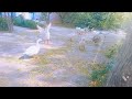 🦢🦢Quacks like a duck? These are ducks!”🦢🦢