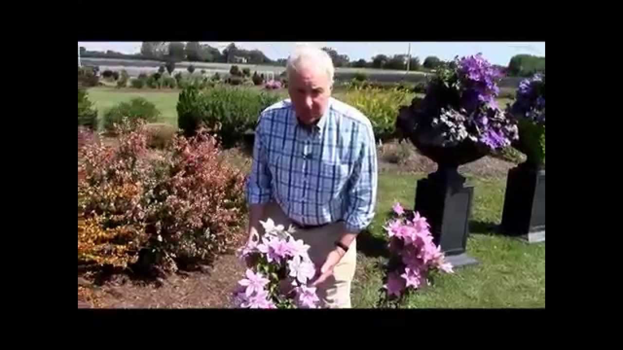 Clematis Cherokee™, Raymond Evison® Clematis by Overdevest Nurseries
