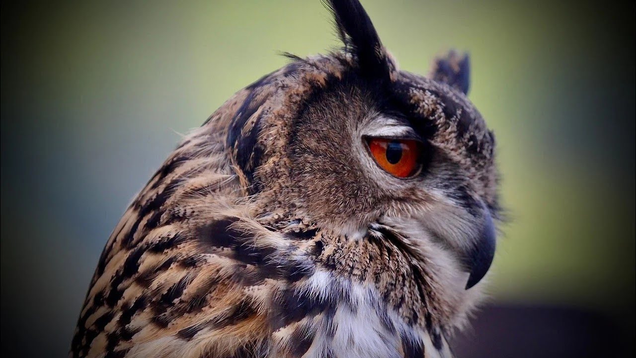Amazing animals in Shiraz zoo 