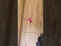2026 Summer Hot Sale 50% OFF-Dragonfly Clip Bug Repe Lient (3PCS)