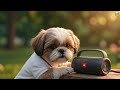 3 Shih Tzus Dancing in the Park 🐶💃 A Feel-Good Day Full of Joy