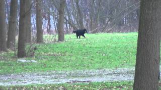 Jenifer Met Brighten Jachthondentraining Bij Gerard Van Beek