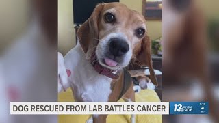 Beagle Layla's Journey: From test lab survivor to cancer fighter with a loving family