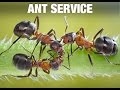 Ant Video : Ant Control Service Video