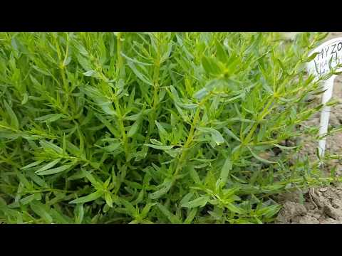 Wideo: Jak uprawiać rośliny hizopu