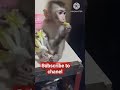 Monkey tintin eats lettuce monkey monkeybaby tintinmonkey
